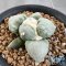 Ariocarpus maruibo x cauliflower