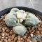 Ariocarpus maruibo x cauliflower
