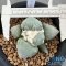 Ariocarpus maruibo x cauliflower