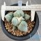 Ariocarpus maruibo x cauliflower