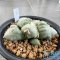 Ariocarpus maruibo x cauliflower