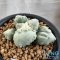 Ariocarpus maruibo x cauliflower