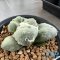 Ariocarpus maruibo x cauliflower