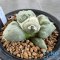 Ariocarpus maruibo x cauliflower