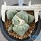 Ariocarpus maruibo x cauliflower