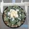 Ariocarpus kotschoubeyanus hybrid