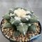 Ariocarpus kotschoubeyanus hybrid