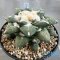 Ariocarpus kotschoubeyanus hybrid