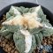 Ariocarpus retusus