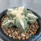 Ariocarpus retusus