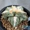 Ariocarpus retusus
