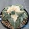 Ariocarpus retusus