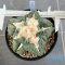 Ariocarpus retusus