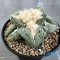 Ariocarpus retusus