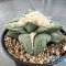 Ariocarpus retusus