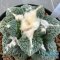 Ariocarpus retusus hybrid