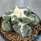 Ariocarpus retusus hybrid