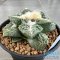 Ariocarpus retusus hybrid