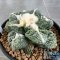 Ariocarpus retusus hybrid