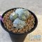 Lophophora frcii montros