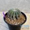 Coryphantha inermis