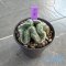 Strombocactus disciformis cristata