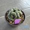 Strombocactus disciformis cristata