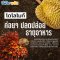 โดโลไมท์  CPI สารปรับสภาพดิน
