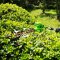 Greenworks เครื่องตัดกิ่ง ขนาด 40V (เปลี่ยนเป็นเครื่องเล็มพุ่มได้) พร้อมแบตเตอรีและแท่นชาร์จ