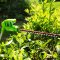 Greenworks เครื่องตัดกิ่ง ขนาด 40V (เปลี่ยนเป็นเครื่องเล็มพุ่มได้) พร้อมแบตเตอรีและแท่นชาร์จ