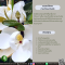 สารสกัดแมกโนเลีย - Magnolia Flower Extract