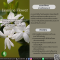 สารสกัดดอกมะลิ - Jasmine Flower Extract