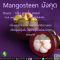 มังคุด - Mangosteen Flavor