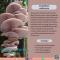 ผงเห็ดนางรม - Oyster Mushroom Powder