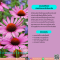 สารสกัดจากเอ็กไคเนเชีย - Echinacea Extract