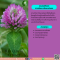 สารสกัดจากโคลเวอร์แดง - Red Clover Extract