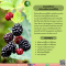 น้ำมันเมล็ดราสเบอร์รี่สีดํา - Black Raspberry Seed Oil