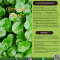 สารสกัดจากใบบัวบก - Gotu Kola Extract