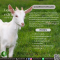 สารสกัดนมแพะ - Goat Milk Extract