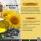 ผงน้ำมันดอกทานตะวัน - Sunflower Oil  Powder