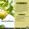 สารสกัดใบฝรั่ง (น้ำ) - Guava Leaf Extract