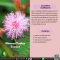 สารสกัดไมยราบ - Mimosa Pudica Extract