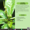 สารสกัดเปล้าน้อย - Croton Fluviatilis Extract