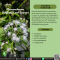 สารสกัดสาบเสือ - Chromolaena Odorata Leaf Extract