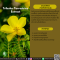 สารสกัดโคกกระสุน - Tribulus Terrestrius Extract