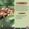 สารสกัดมะแขว่น - Zanthoxylum Limonella Fruit Extract