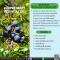 น้ำมันหอมระเหยจากเบอร์รี่-JUNIPER BERRY ESSENTIAL OIL