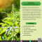 น้ำมันหอมระเหยจากตุลซี-TULSI (HOLY BASIL) ESSENTIAL OIL