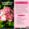 น้ำมันหอมระเหยจากโรสเจอเรเนียม-ROSE GERANIUM ESSENTIAL OIL