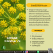 น้ำมันหอมระเหยจากความรัก-LOVAGE  ESSENTIAL OIL